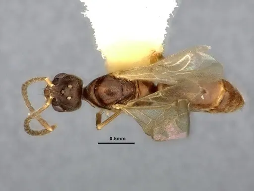 Hypoponera eduardi - CASENT4032670