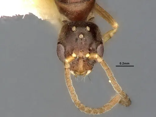 Hypoponera eduardi - CASENT4032670