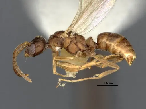 Hypoponera eduardi - CASENT4032670