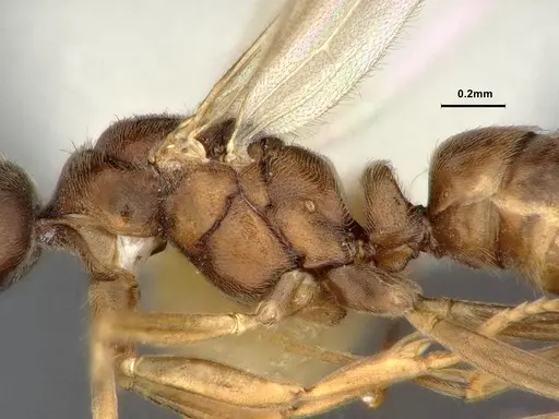 Hypoponera eduardi - CASENT4032670