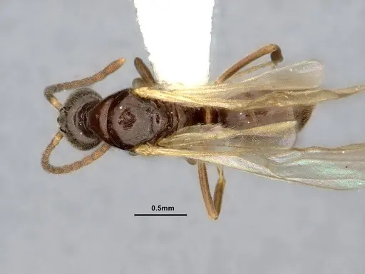 Hypoponera eduardi - CASENT4032671