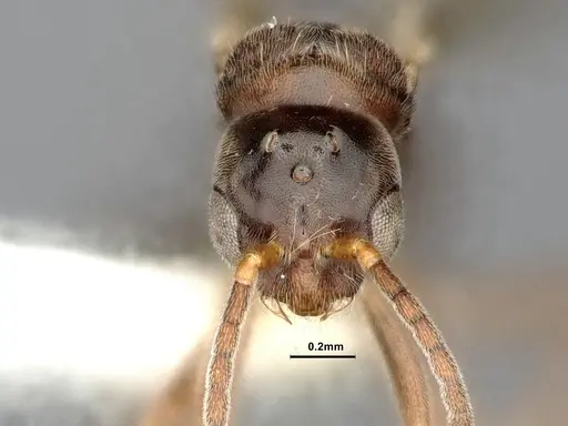 Hypoponera eduardi - CASENT4032671