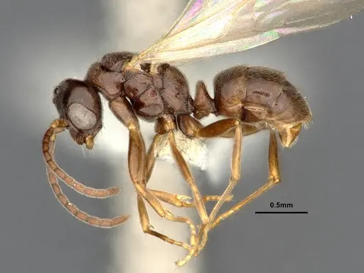 Hypoponera eduardi - CASENT4032671