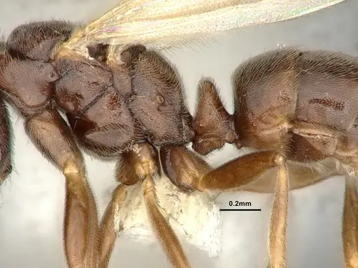 Hypoponera eduardi - CASENT4032671