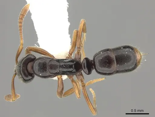 Hypoponera elliptica specimen