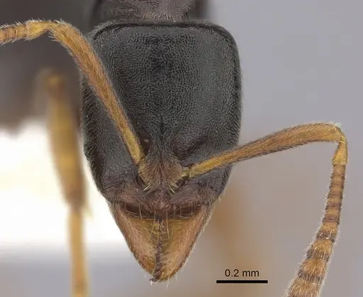 Hypoponera elliptica specimen