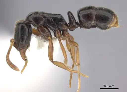 Hypoponera elliptica specimen