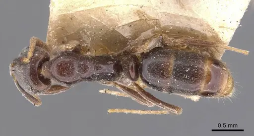 Hypoponera elliptica - CASENT0907327