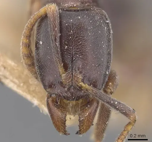 Hypoponera elliptica - CASENT0907327