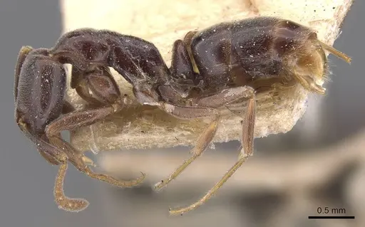 Hypoponera elliptica - CASENT0907327