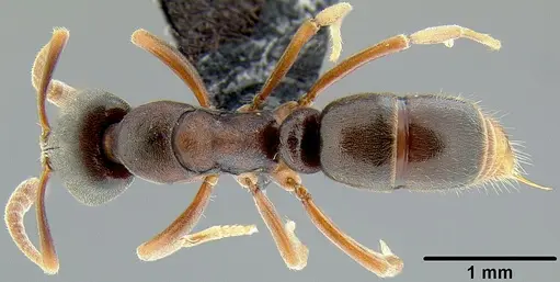 Hypoponera eutrepta specimen