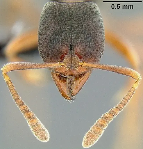 Hypoponera eutrepta specimen