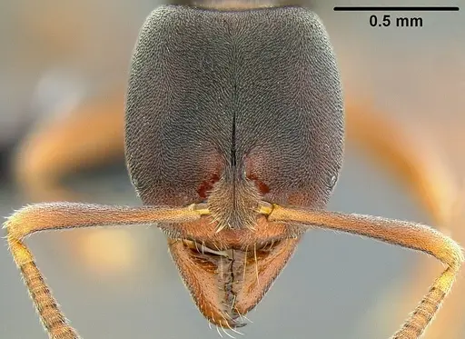 Hypoponera eutrepta specimen