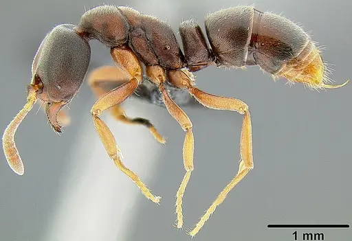 Hypoponera eutrepta - CASENT0171068