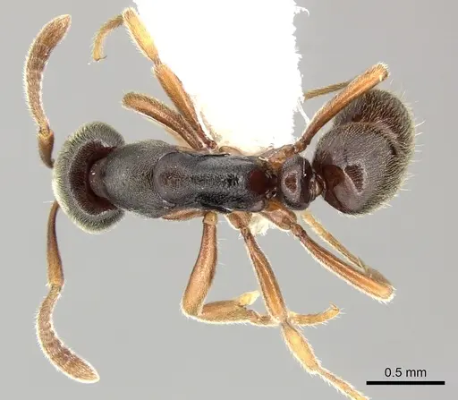 Hypoponera eutrepta - CASENT0270527