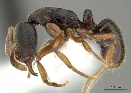 Hypoponera eutrepta - CASENT0270527