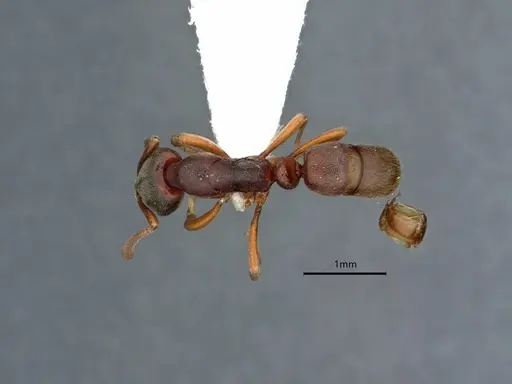 Hypoponera eutrepta - CASENT0882074