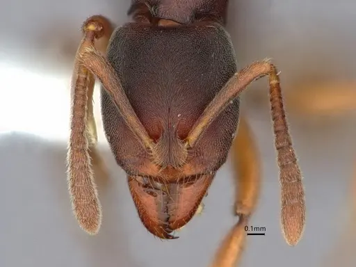 Hypoponera eutrepta - CASENT0882074