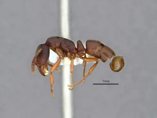 Hypoponera eutrepta - CASENT0882074