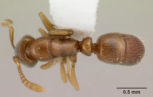 Hypoponera exigua specimen