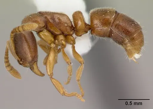 Hypoponera exigua specimen