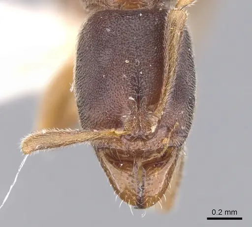 Hypoponera faex specimen