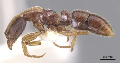 Hypoponera faex specimen