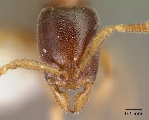 Hypoponera fatiga specimen