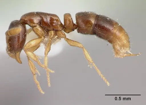 Hypoponera fatiga specimen