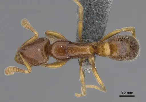 Hypoponera fatiga - CASENT0356457