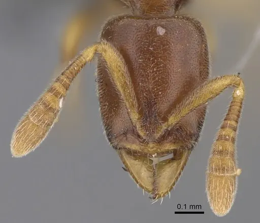 Hypoponera fatiga - CASENT0356457