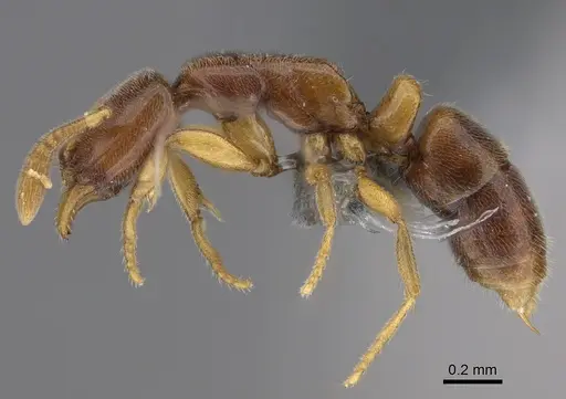 Hypoponera fatiga - CASENT0356457