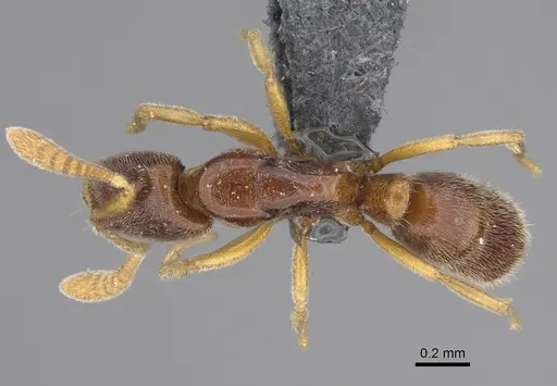 Hypoponera fatiga - CASENT0356532