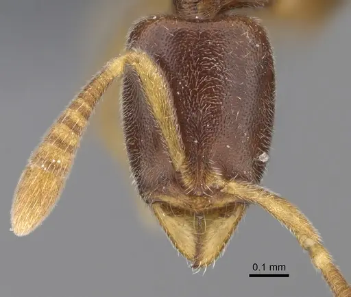 Hypoponera fatiga - CASENT0356532