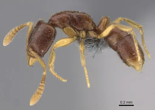 Hypoponera fatiga - CASENT0356532