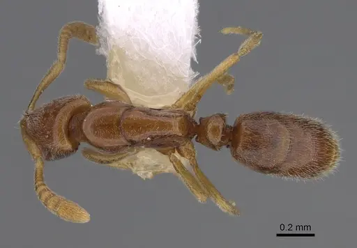 Hypoponera fatiga - CASENT0417324