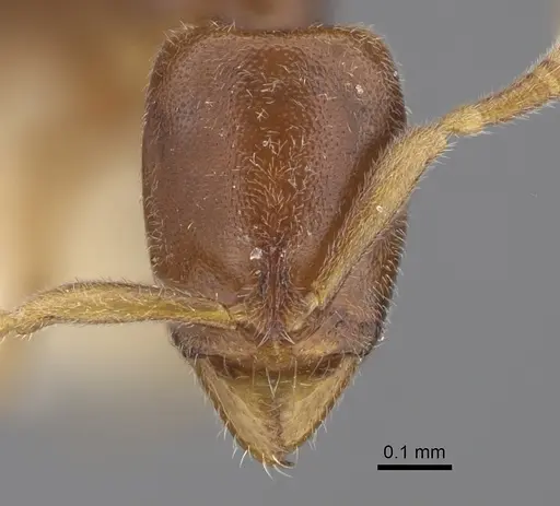 Hypoponera fatiga - CASENT0417324