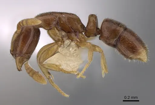 Hypoponera fatiga - CASENT0417324