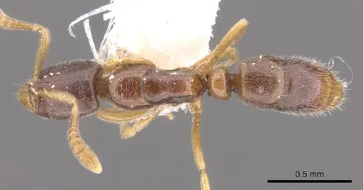 Hypoponera fatiga - CASENT0902552