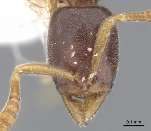 Hypoponera fatiga - CASENT0902552