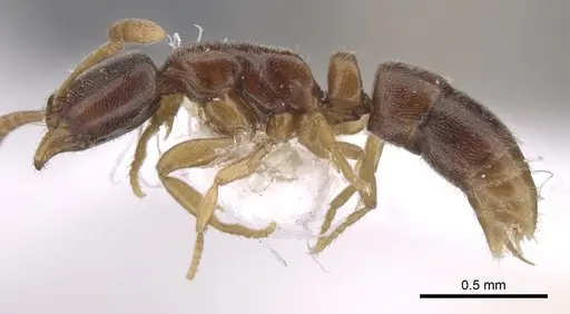 Hypoponera fatiga - CASENT0902552