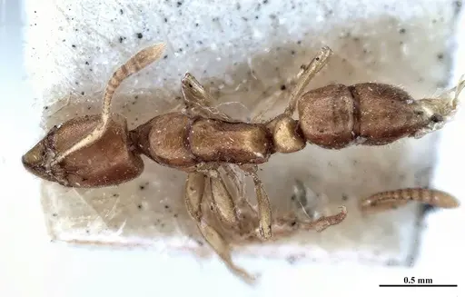 Hypoponera fiebrigi specimen