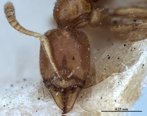 Hypoponera fiebrigi specimen