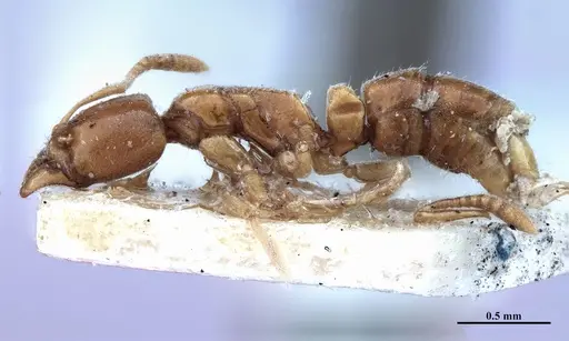 Hypoponera fiebrigi specimen