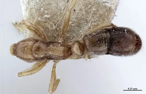 Hypoponera fiebrigi - MHNGENTO00094397