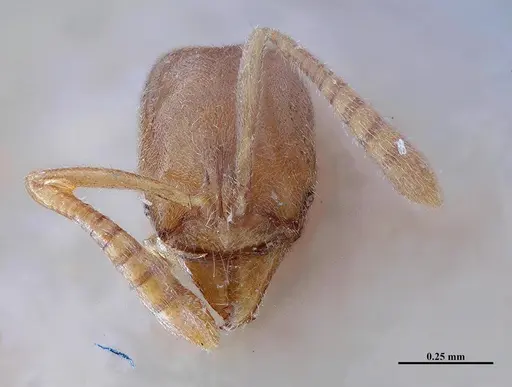 Hypoponera fiebrigi - MHNGENTO00094397