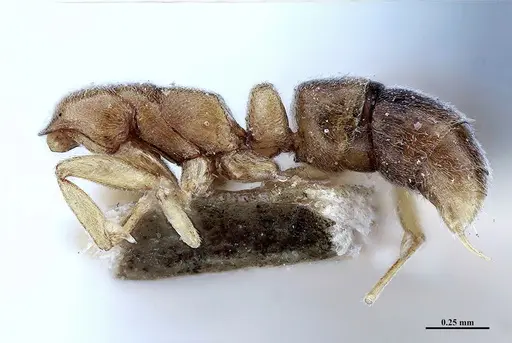 Hypoponera fiebrigi - MHNGENTO00094397