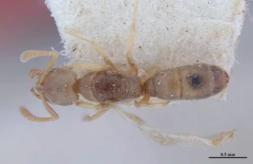 Hypoponera fiebrigi - MHNGENTO00094408