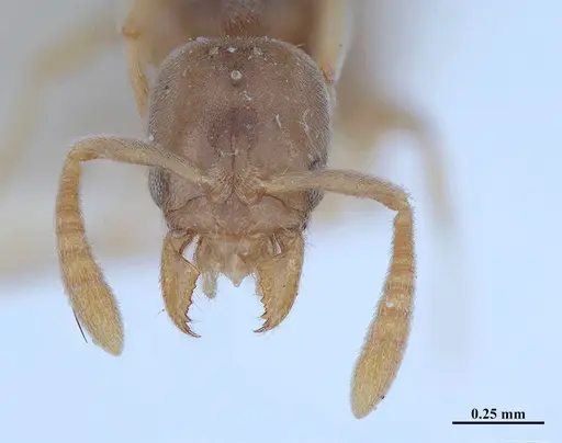 Hypoponera fiebrigi - MHNGENTO00094408