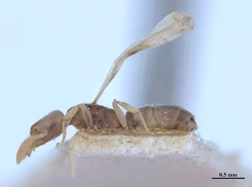 Hypoponera fiebrigi - MHNGENTO00094408